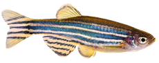 Zebrafish