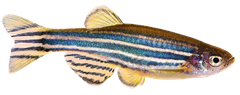Zebrafish