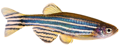 Zebrafish