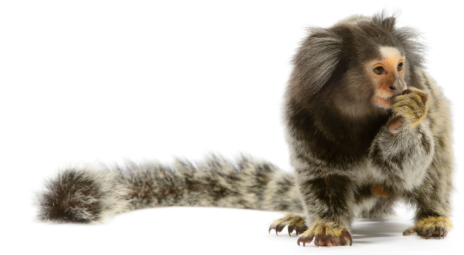 Marmoset