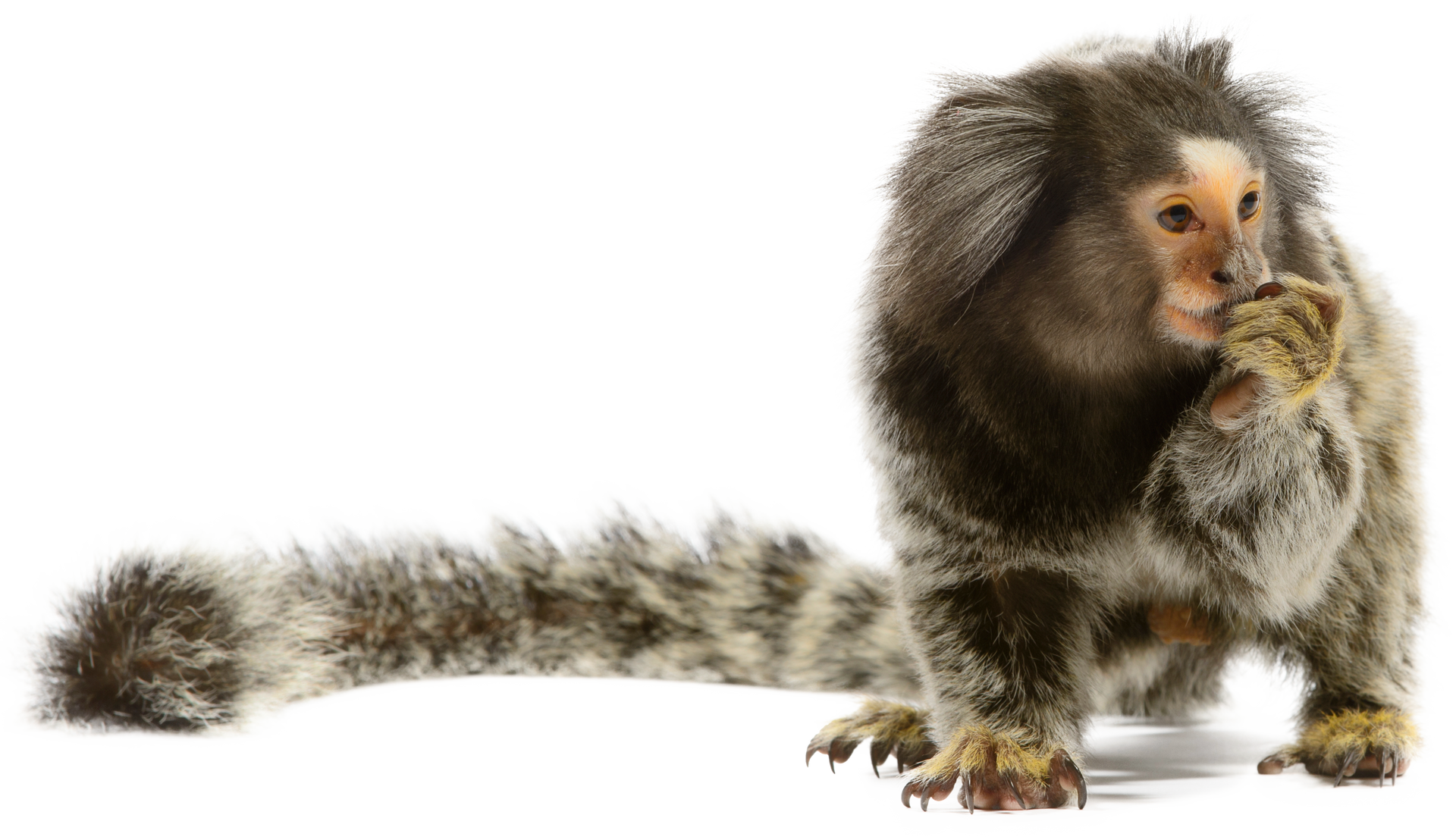 Marmoset
