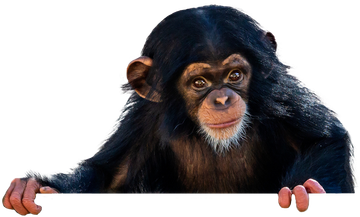 Chimpanzee