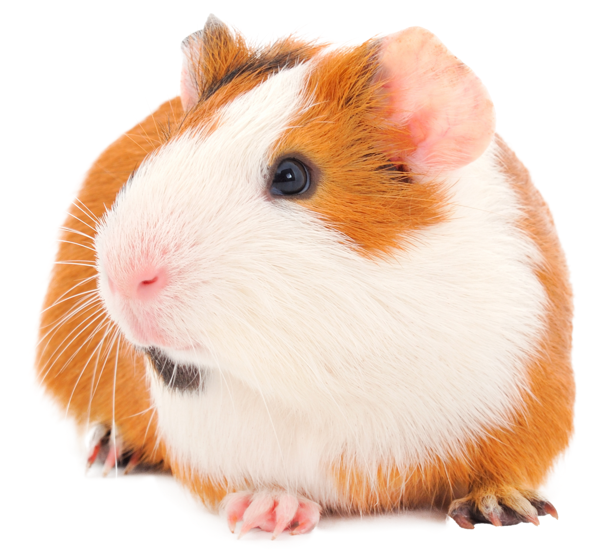 Guinea pig