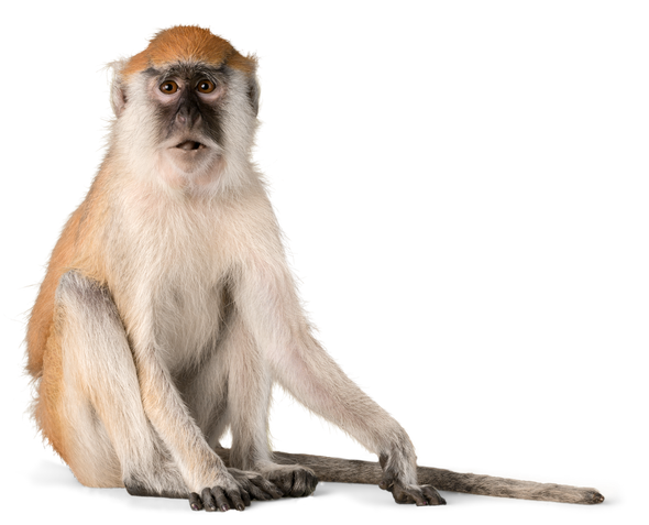 Vervet monkey