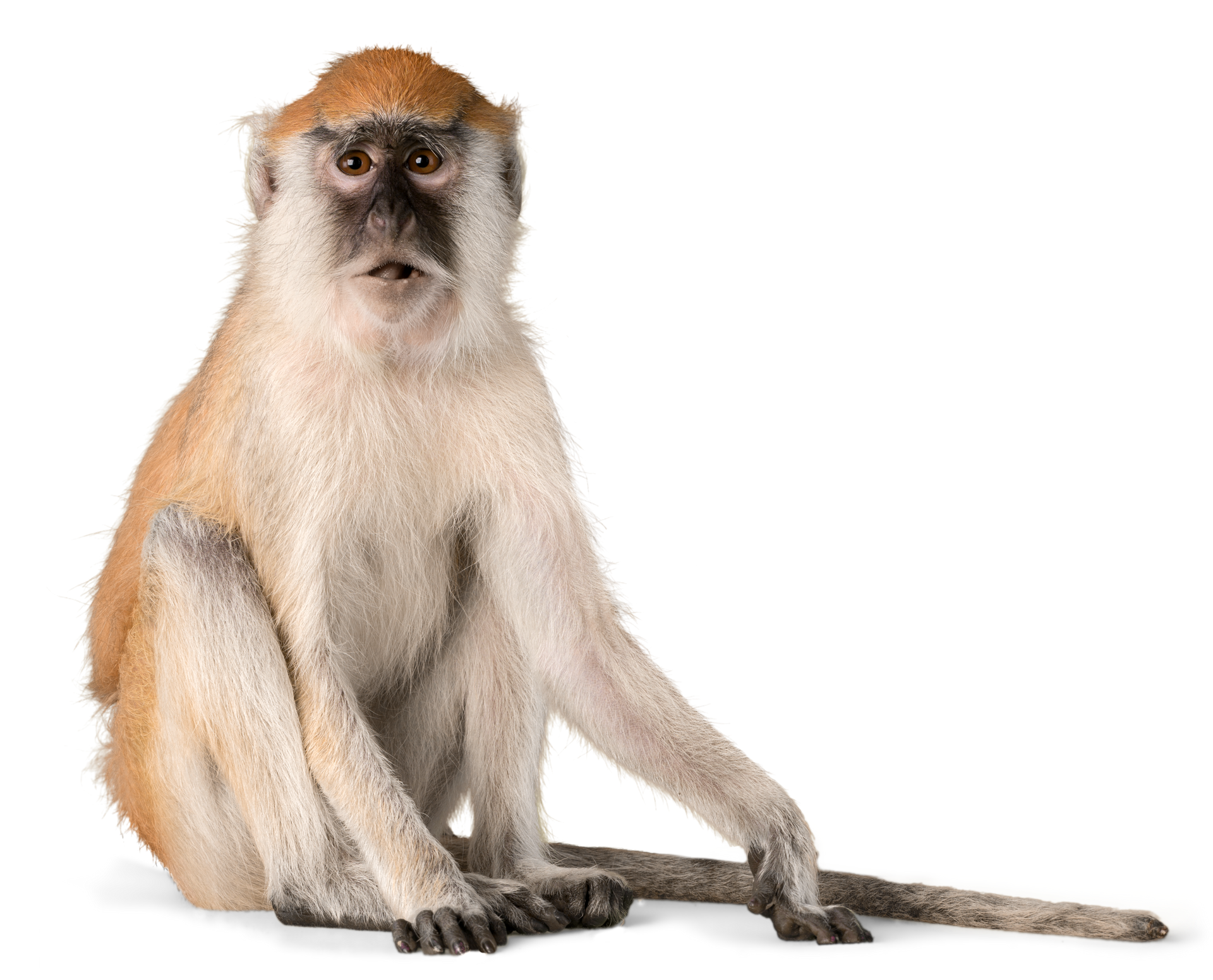 Vervet monkey
