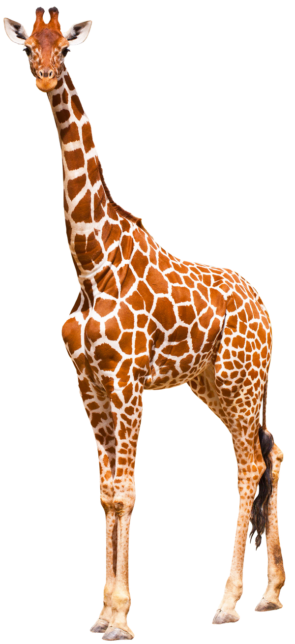 Giraffe standing tall.