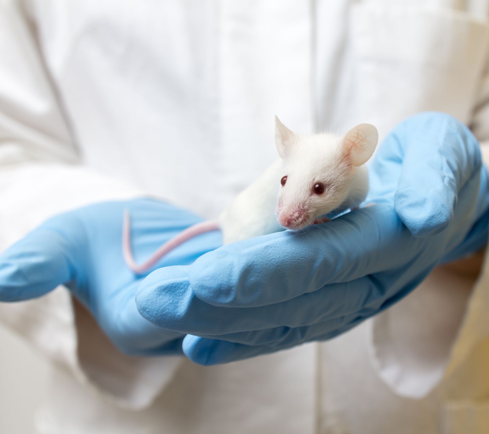 Laboratory animal science professional wearing blue gloves and a white laboratory gown holding white mouse