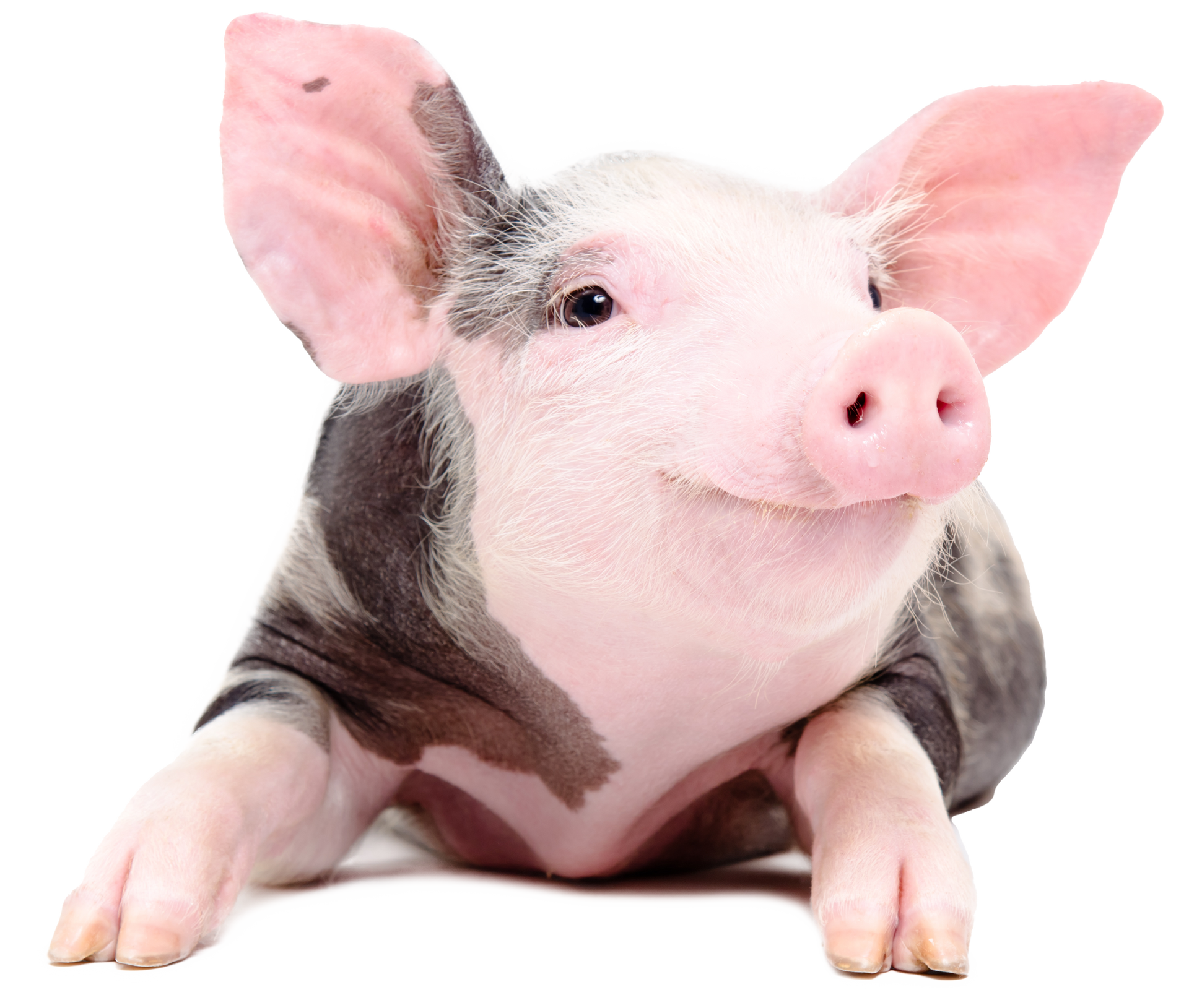 Pink pig with dark spots.