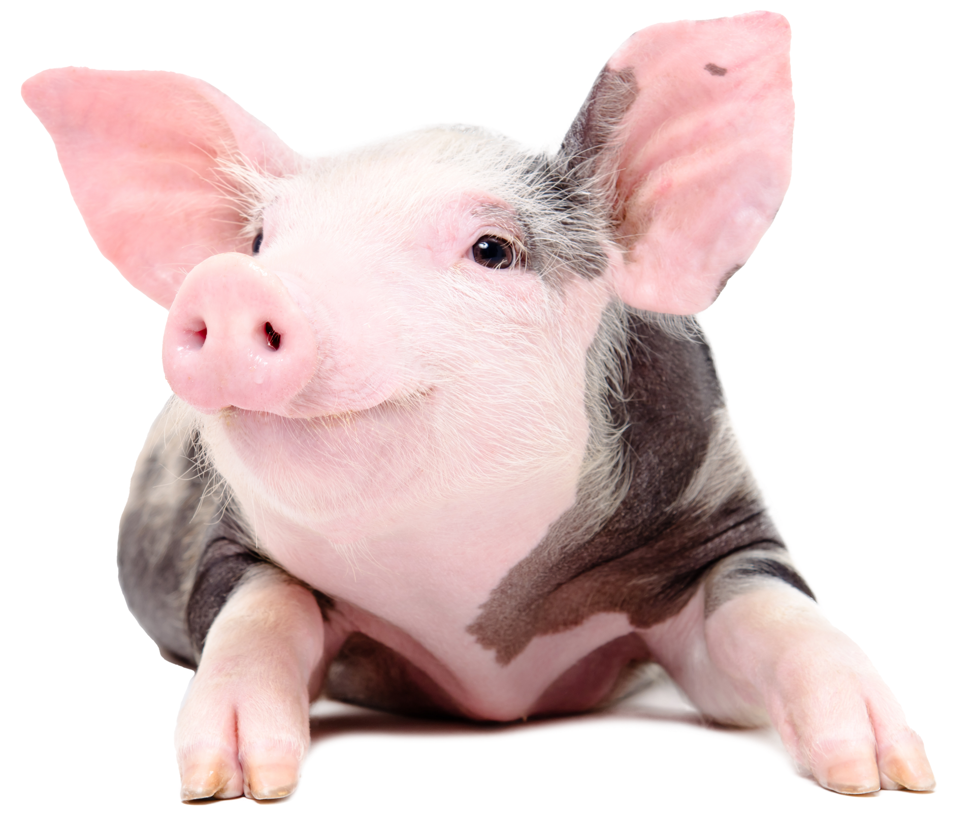 Pink pig with dark spots.
