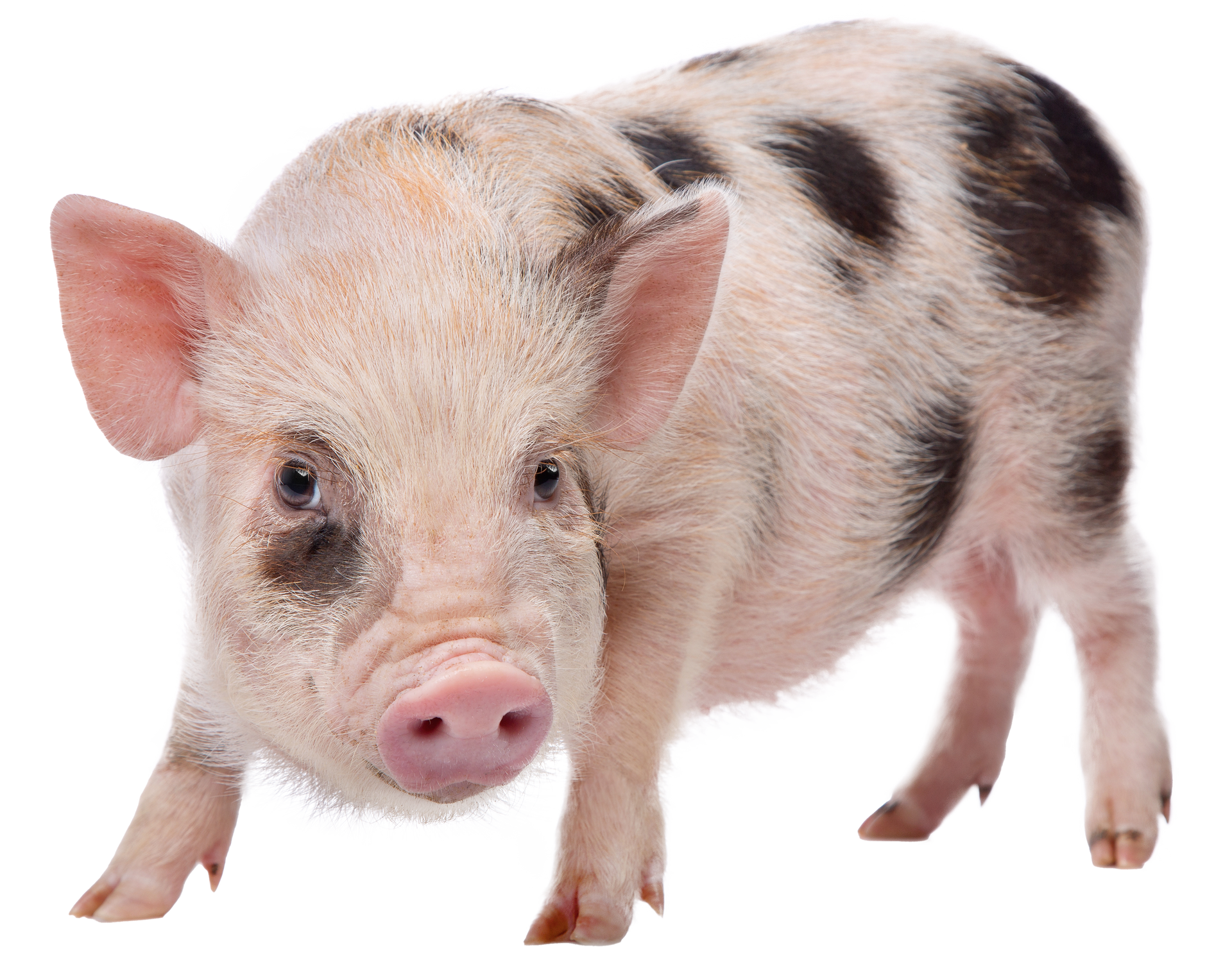Pink pig with dark spots.