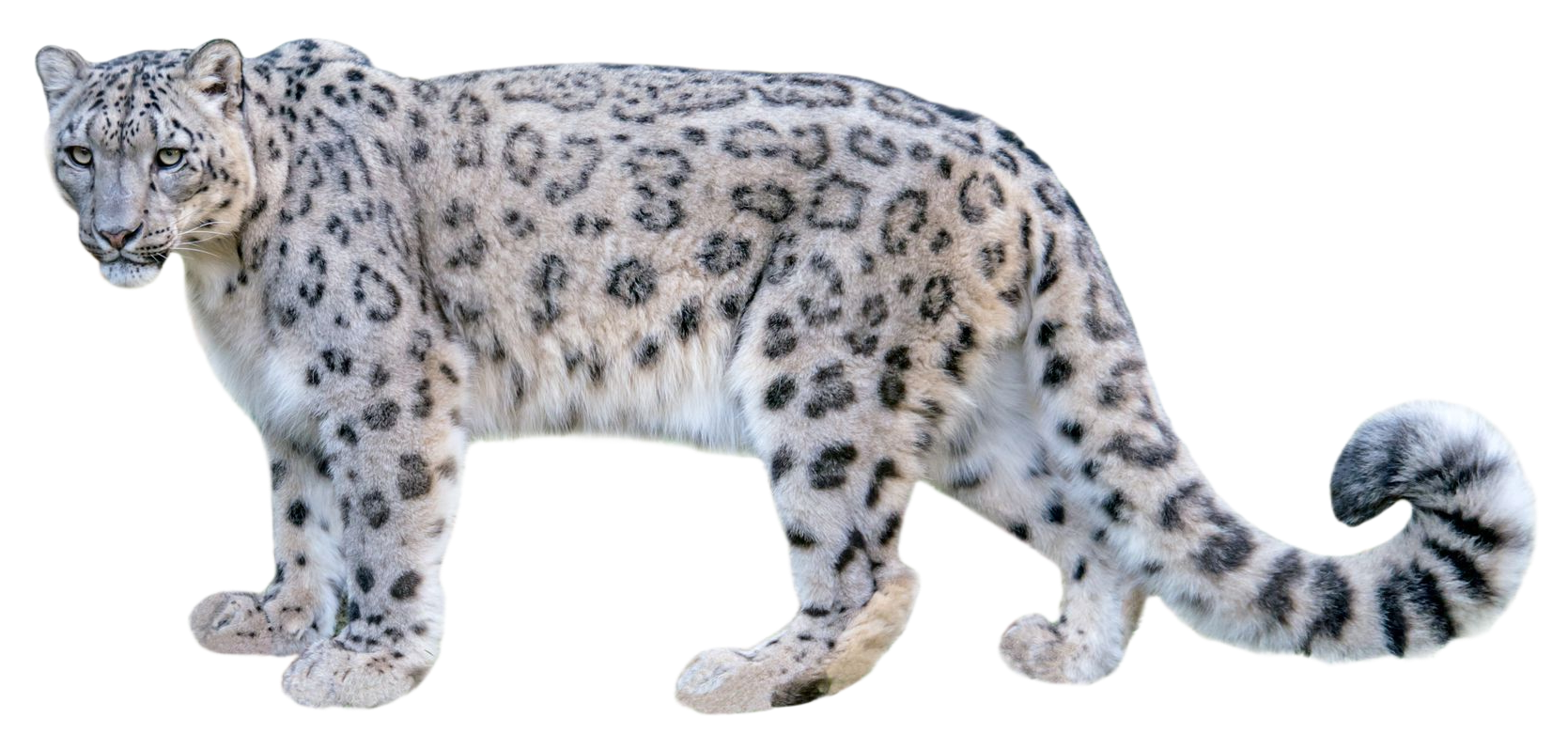 Snow leapord