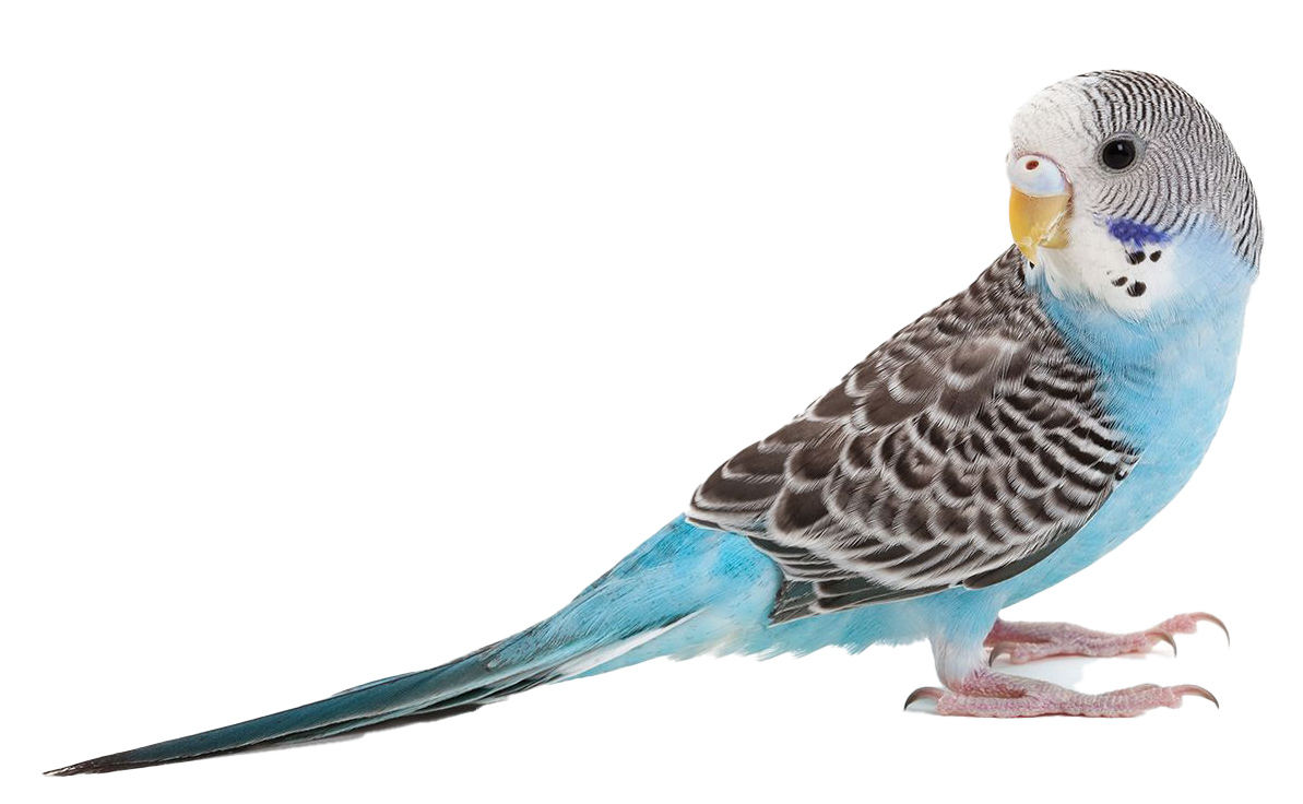 Blue parakeet
