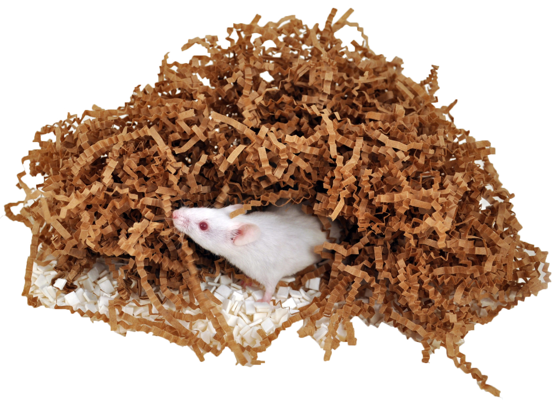 White mouse nesting in Shepherd Specialty Papers EnviroDri