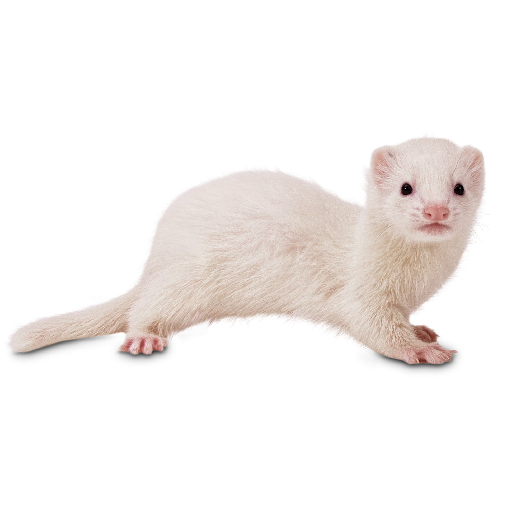 White ferret