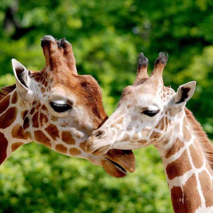 Giraffes