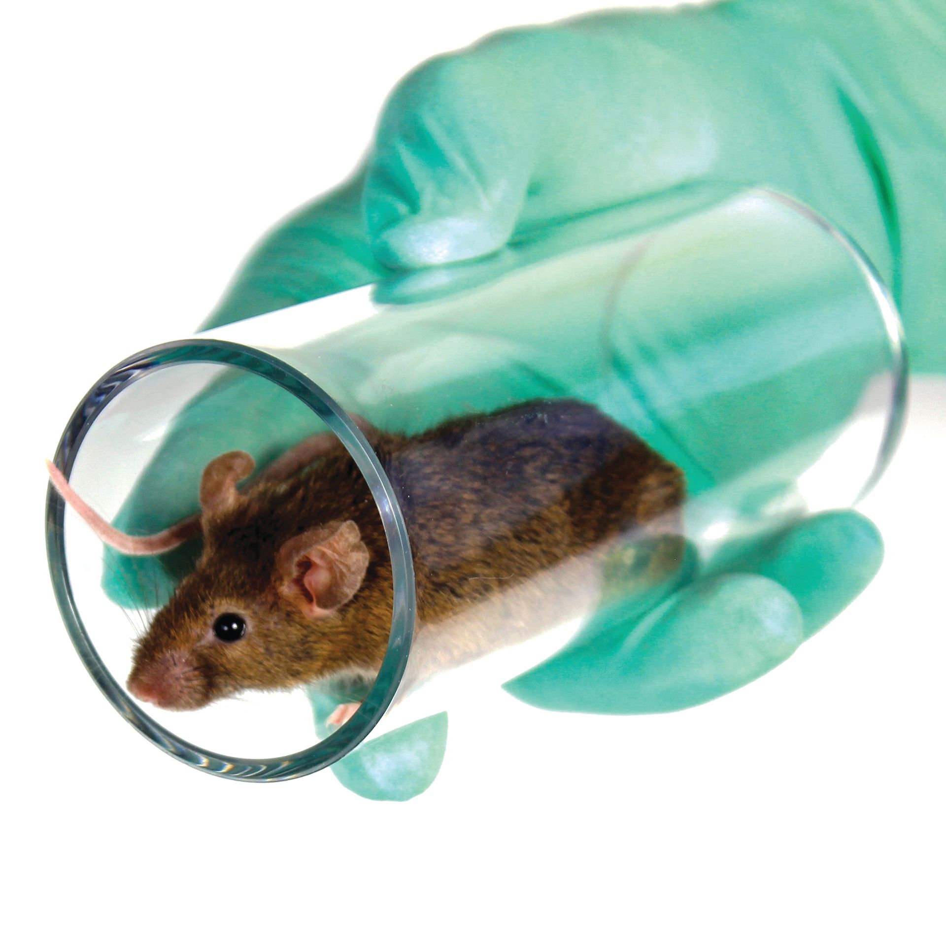 Person with green glove holding mouse in clear handling tube