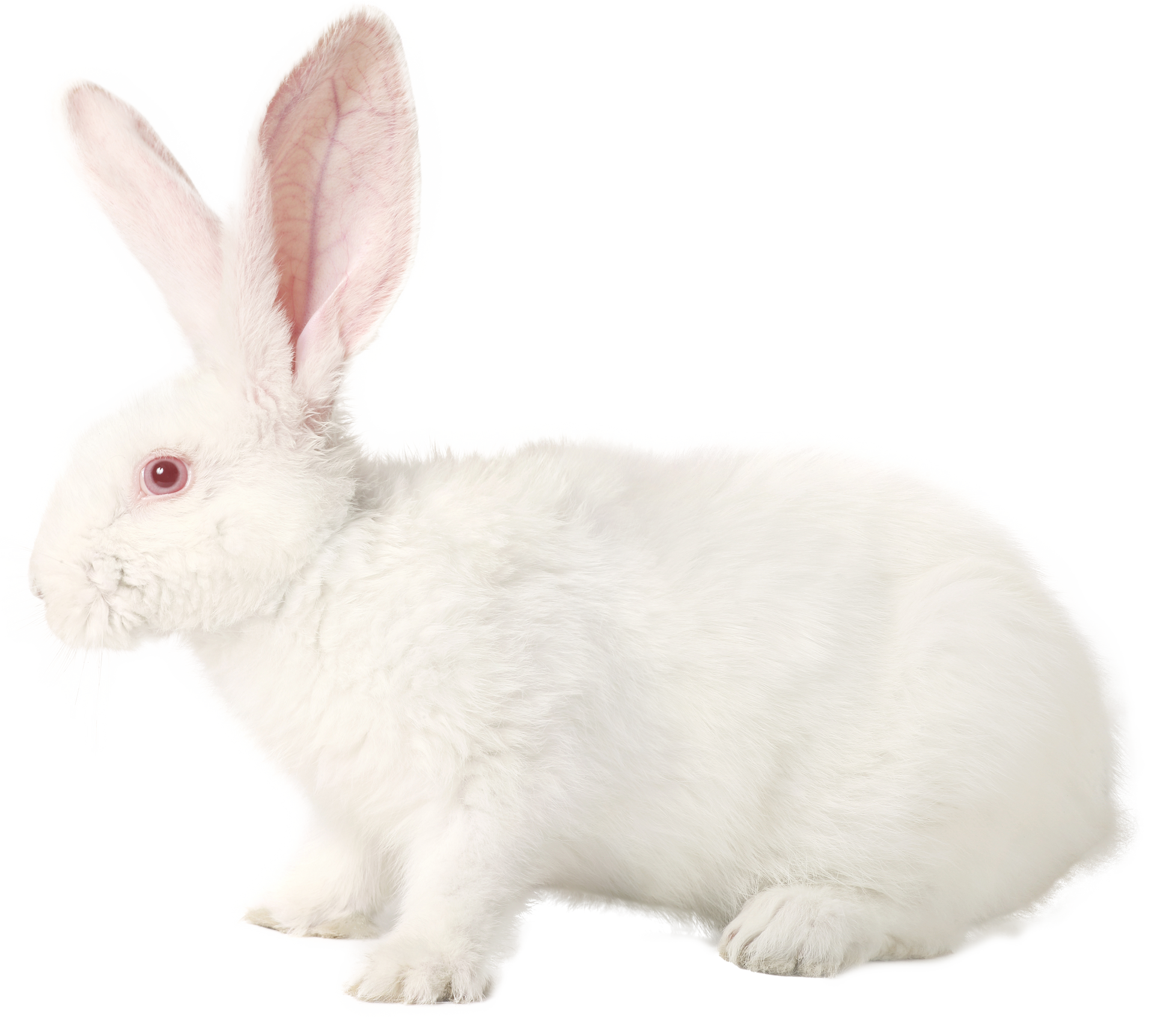 Side profile of a white rabbit.