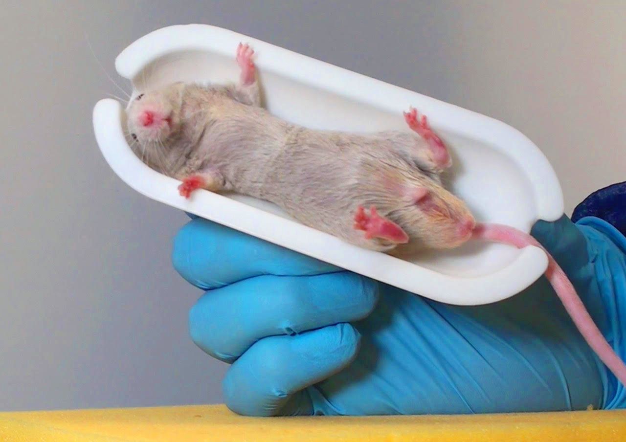 Animal care technician holding mouse in Datesand ScruffGuard