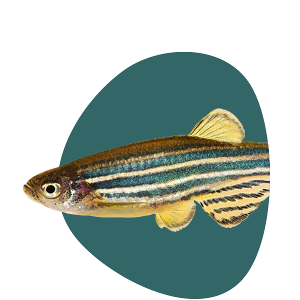 Zebrafish