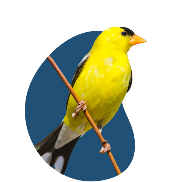 American Goldfinch perched on branch.