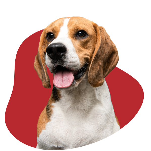 Beagle