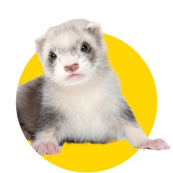 Ferret