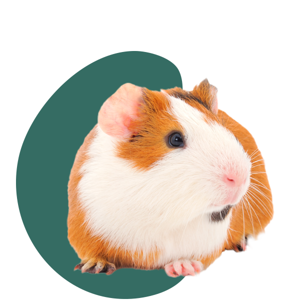 Guinea pig