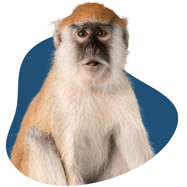 Vervet monkey