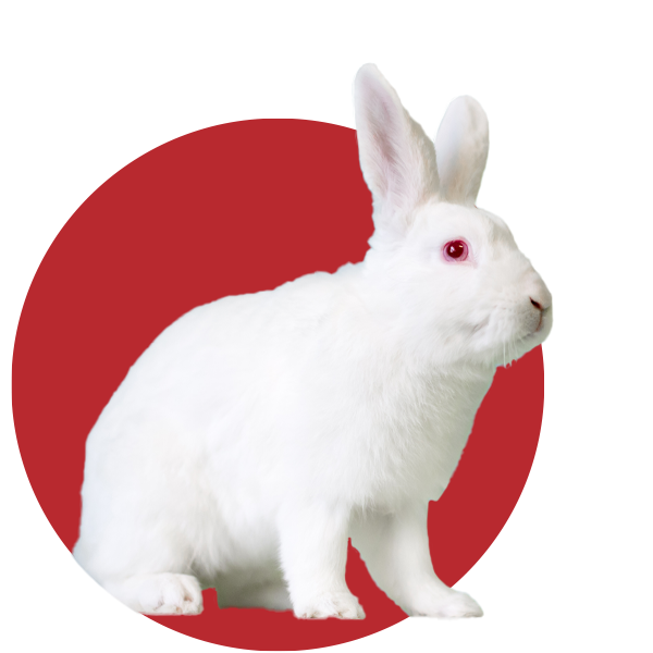 White rabbit