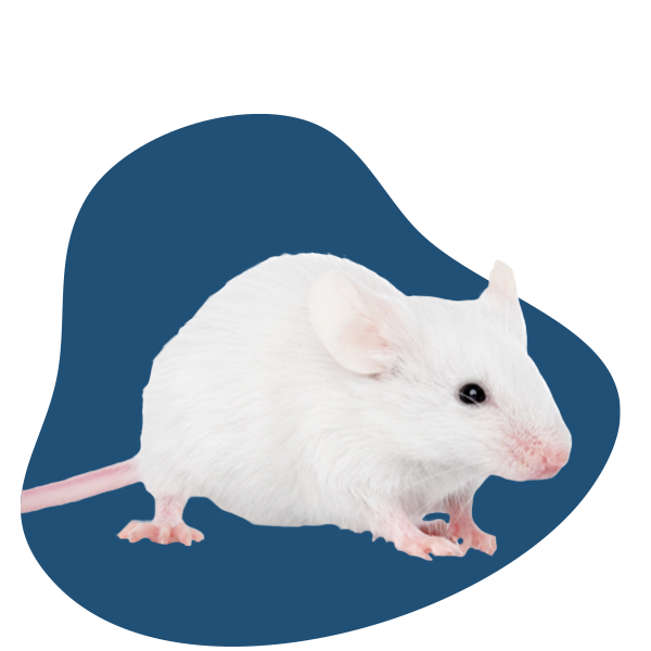 White mouse