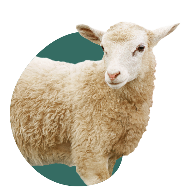 Sheep with white wool