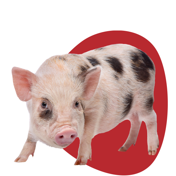 Pink pig with dark spots.