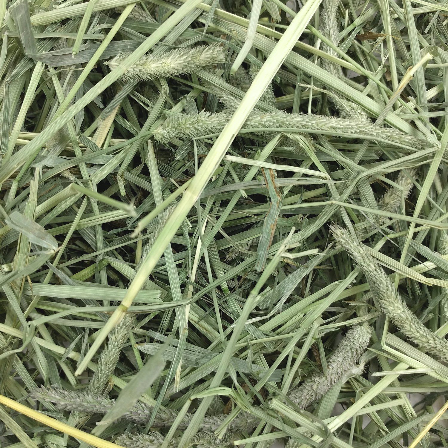Oxbow Timothy Hay