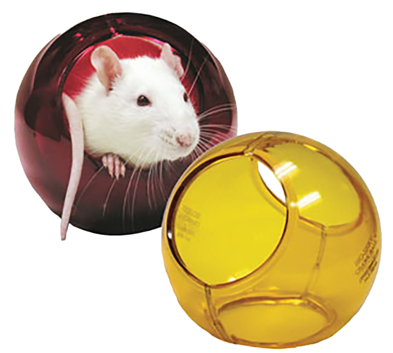 White rat peeking out of red Crawlball next to empty yellow Crawlball.
