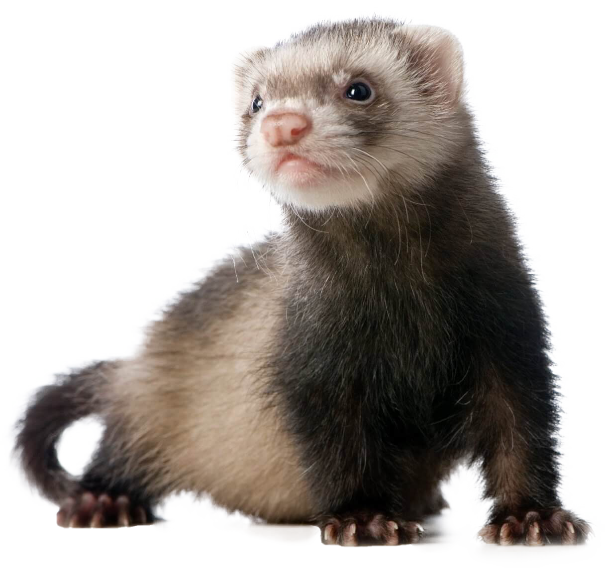 Ferret