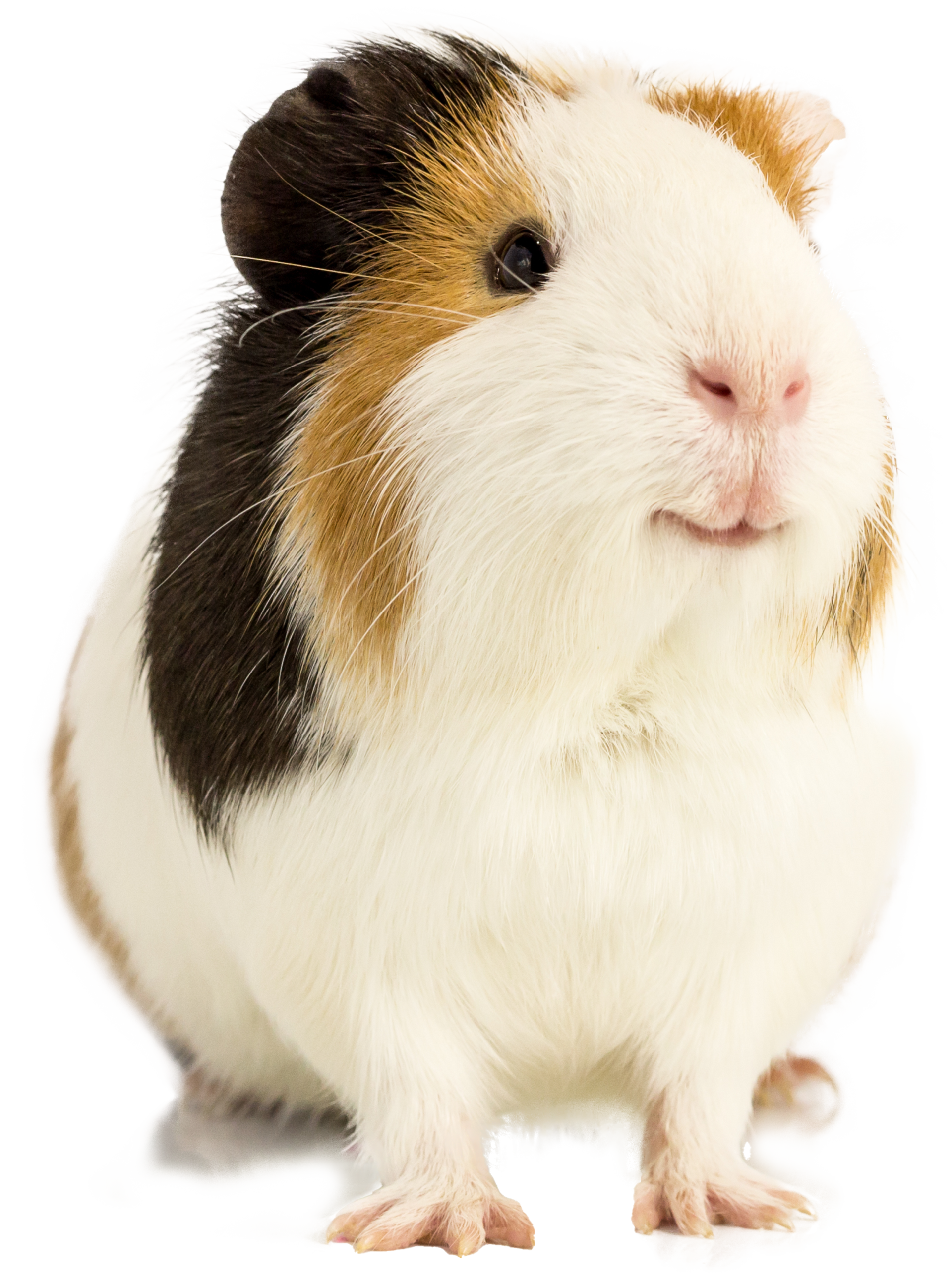 Guinea pig