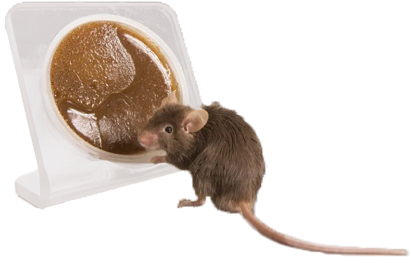 Dark brown mouse standing in front of DietGel 76A in an acrylic cup holder