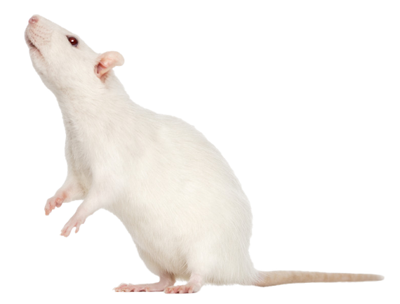 White rat standing on hind legs looking up