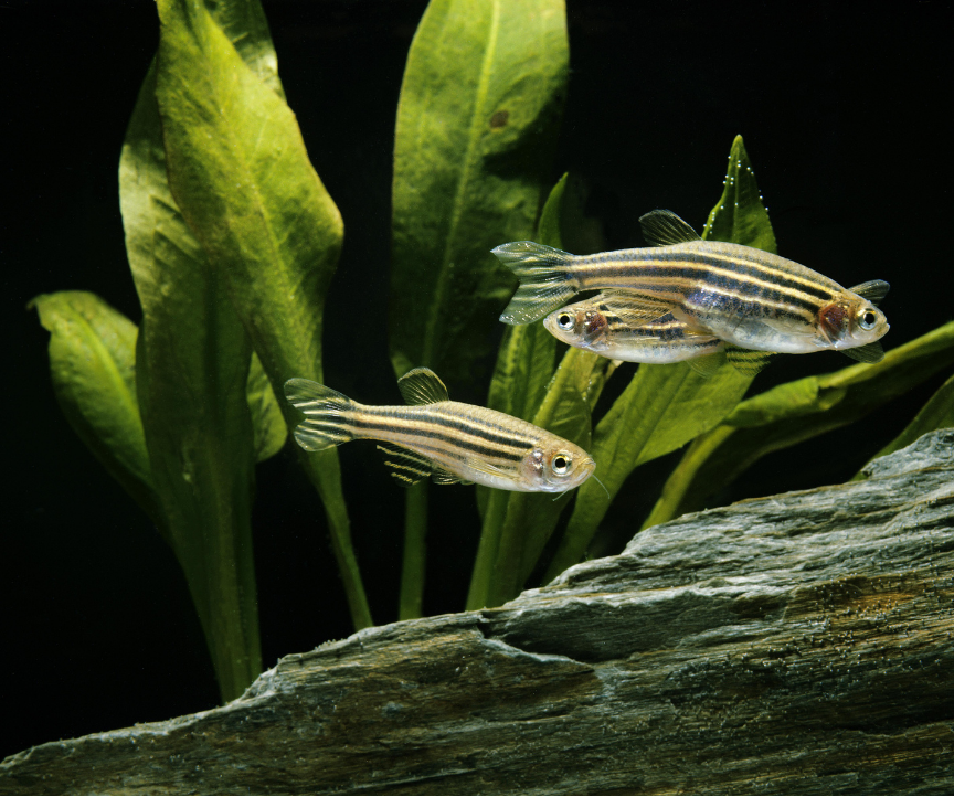 Zebrafish in tank with green foliage
