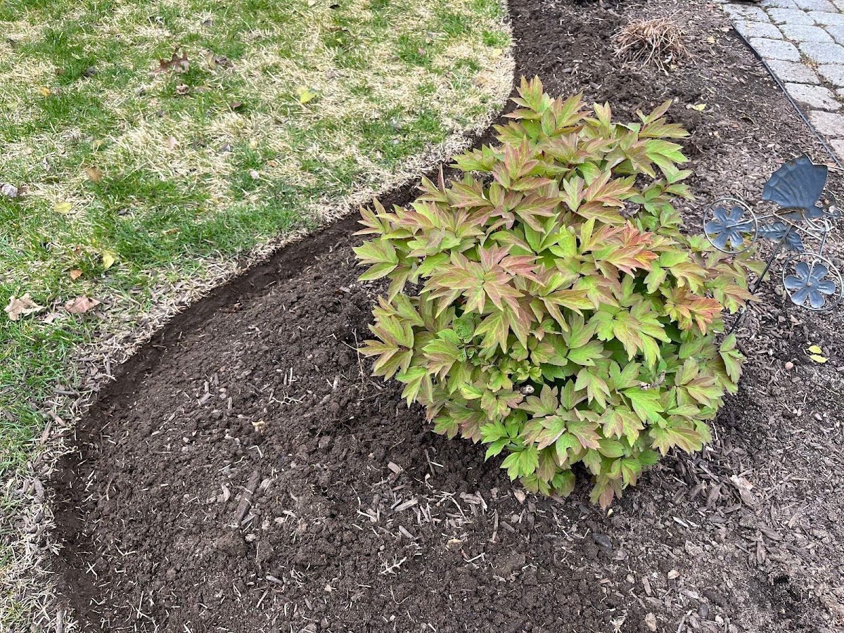 A small bush with green leaves is growing in a garden.