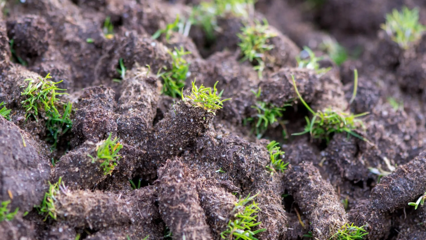 lawn aeration plugs