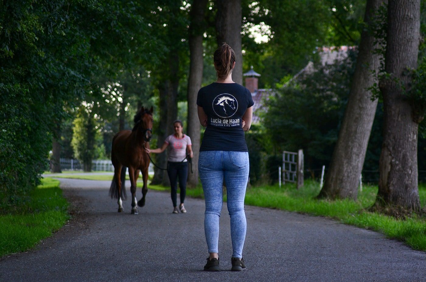 Osteopaat paard hond friesland groningen drenthe