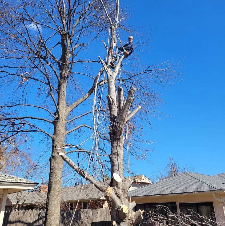 Arborist trimming a tall tree against a blue sky, branches cut, suburban setting.