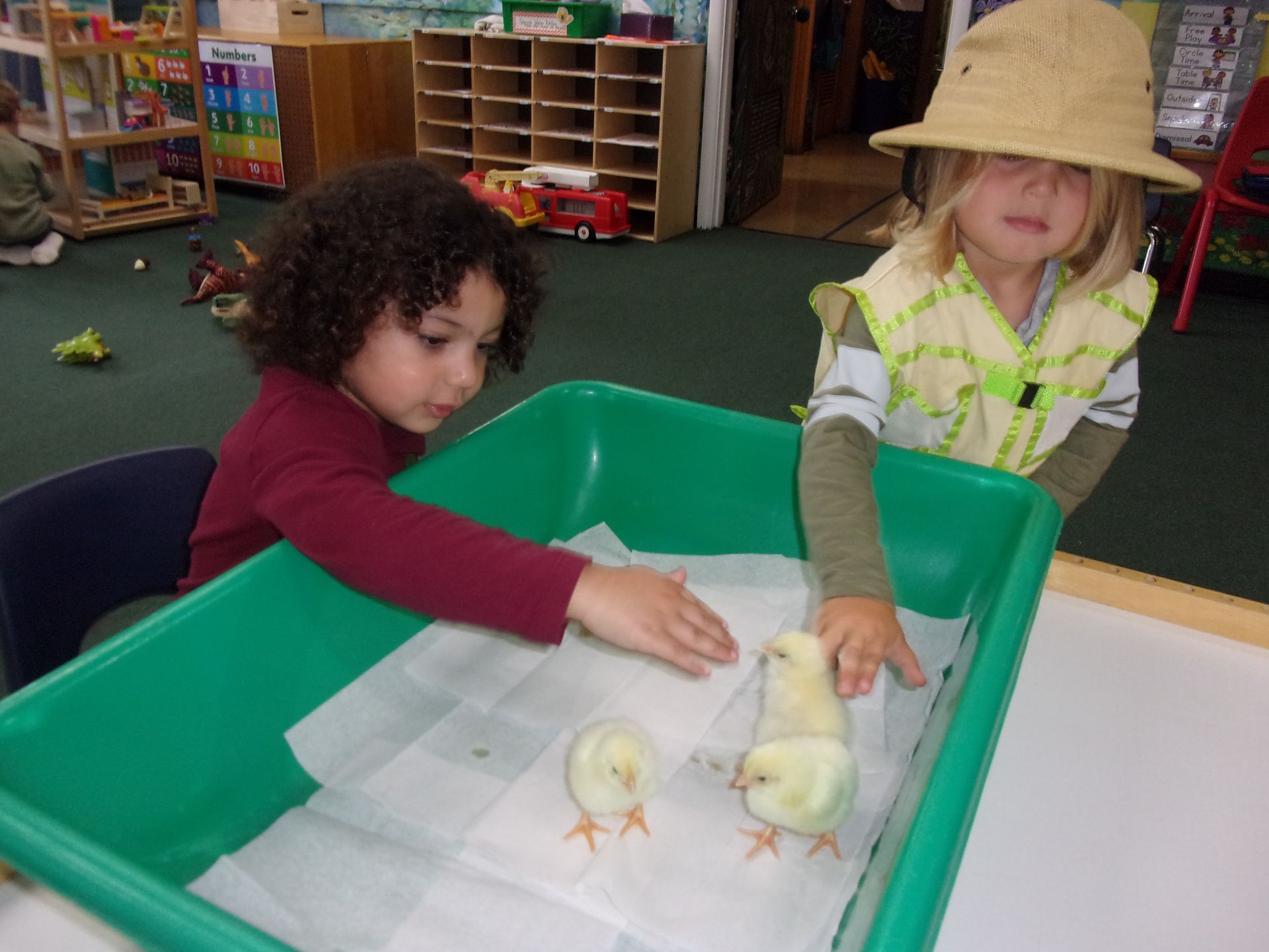 Two children in a classroom watch chicks in a green plastic tub with paper bedding.