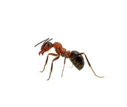 Ant extermination | Northeast Exterminating LLC | Starkville, MS