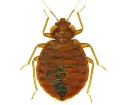 Bedbug control | Northeast Exterminating LLC | Starkville, MS