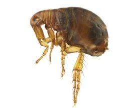 Flea and tick control | Northeast Exterminating LLC | Starkville, MS