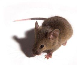 Rodent control | Northeast Exterminating LLC | Starkville, MS