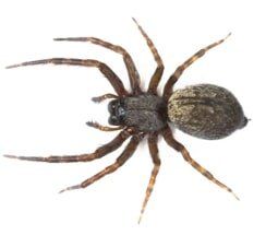 Spider control | Northeast Exterminating LLC | Starkville, MS