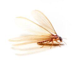 Termite control | Northeast Exterminating LLC | Starkville, MS